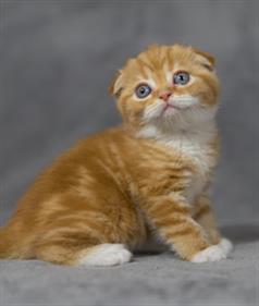 Nanoblock Scottish Fold Cat for sale online