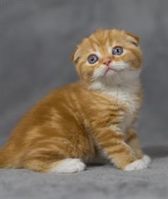 Scottish Fold Cats For Sale - Scottish Fold Cattery