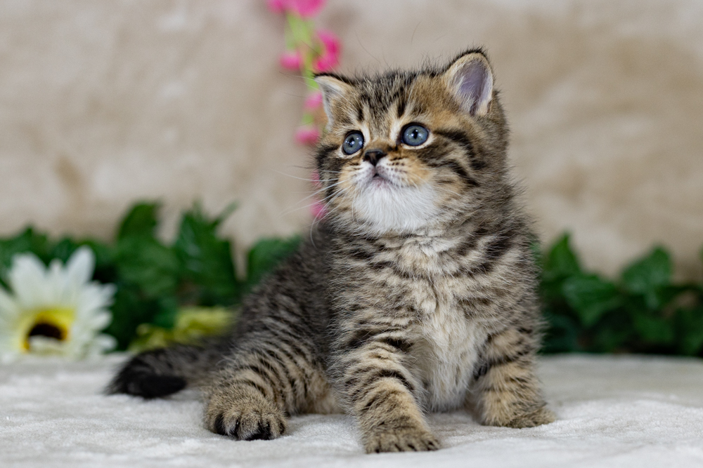 Scottish Fold USA - Kittens For Sale