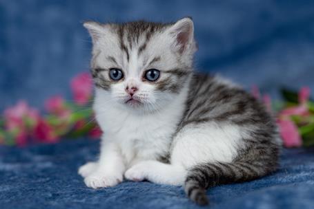 Scottish Fold USA - Kittens For Sale