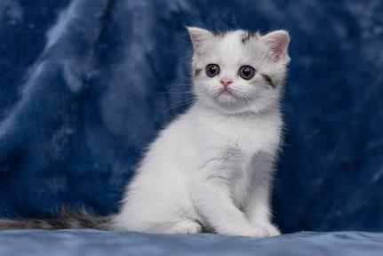 Scottish Fold USA - Kittens For Sale